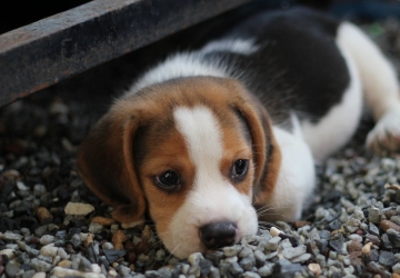 Como saber se seu cão está doente?