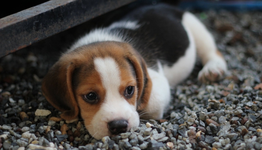 Como saber se seu cão está doente?