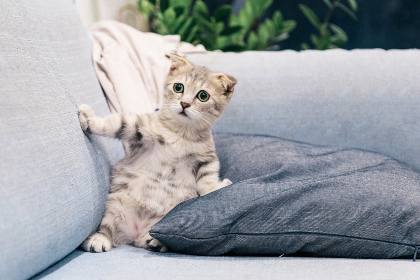 Você deixa seu gato sair para rua? Saiba os perigos que isso pode causar!