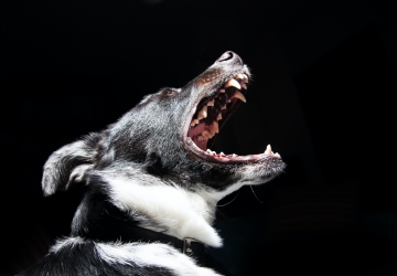 A importância de fazer limpeza nos dentes do seu animal