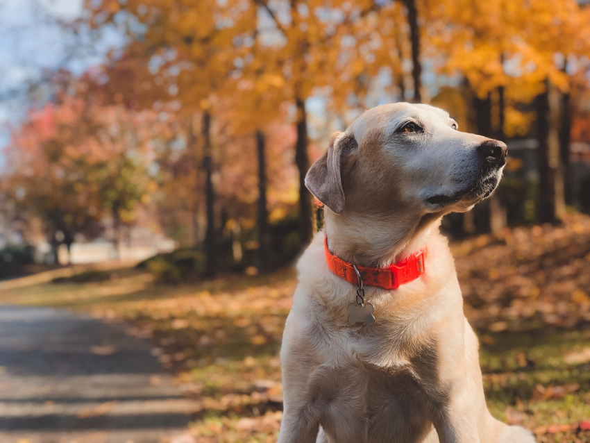 Seu cão está se conçando mais que o normal? Leve-o para uma consulta com o veterinário