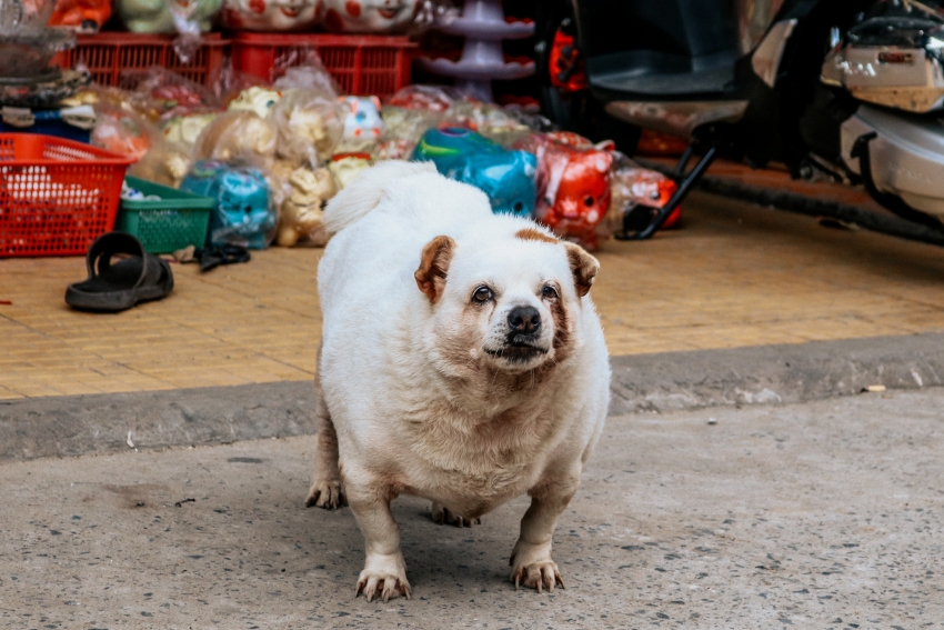 Os riscos da obesidade em cães e gatos