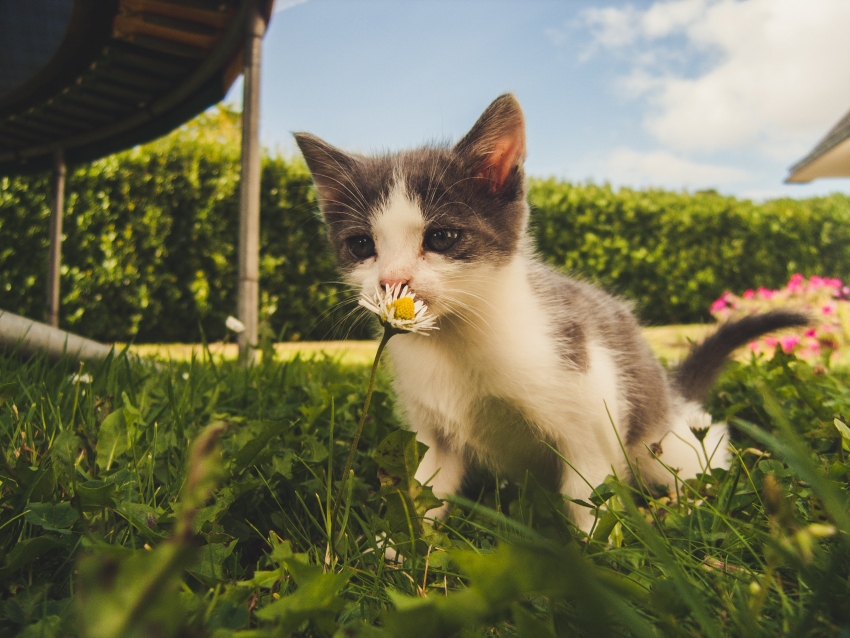 Você já ouviu falar em AIDS felina? 