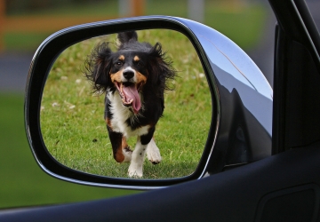 Você sabia que animais também sentem ansiedade?