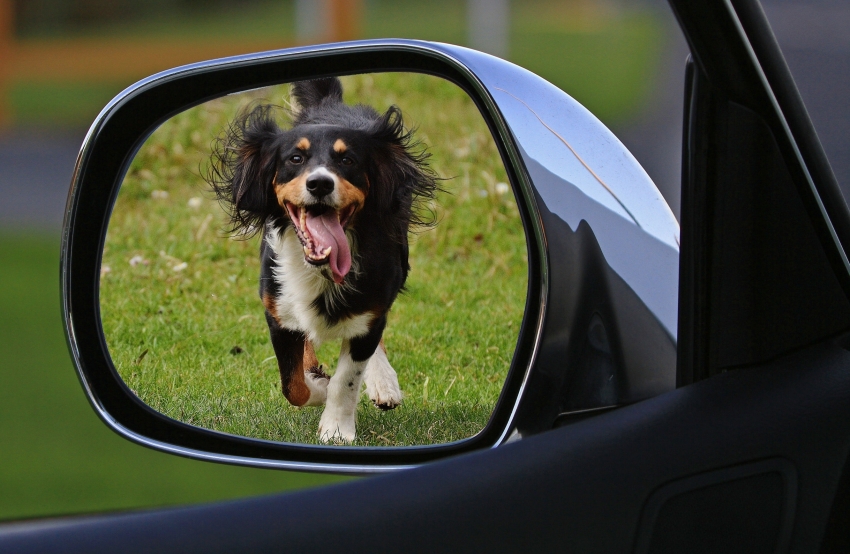 Você sabia que animais também sentem ansiedade?